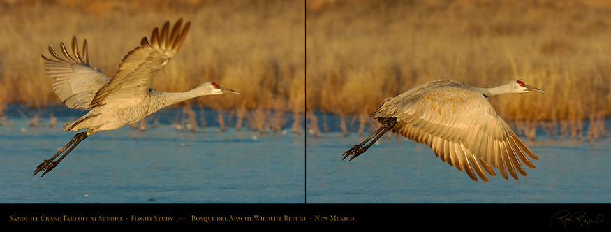 SandhillCrane_Takeoff_FlightStudy_5682-83LG