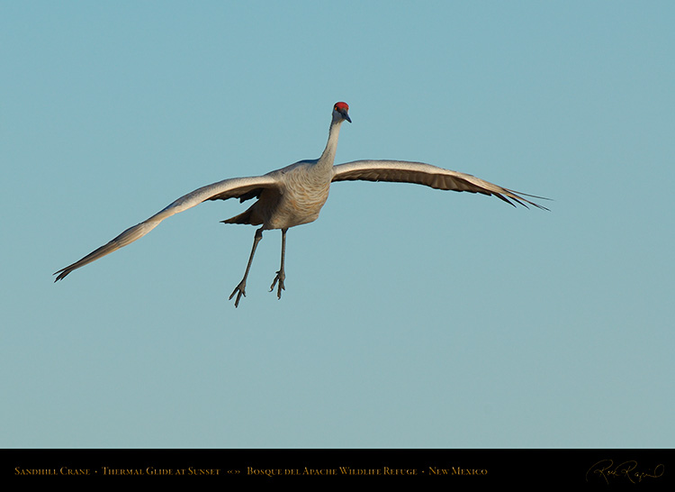 SandhillCrane_ThermalGlide_X9117