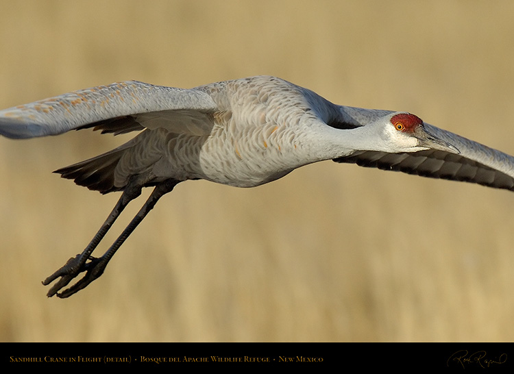 SandhillCrane_detail_X0947c