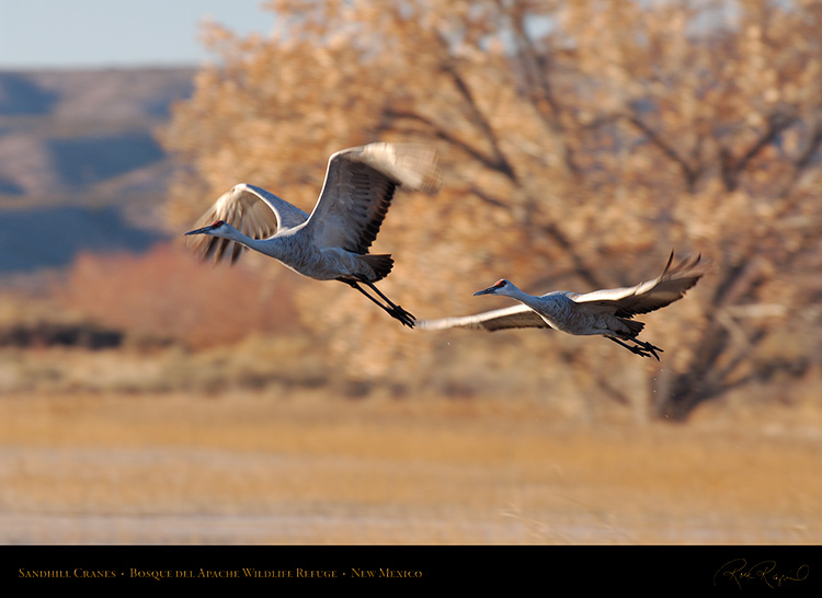 SandhillCranes_Flight_to_theFields_X8837