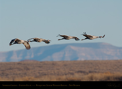 SandhillCranes_Fly-in_X9118