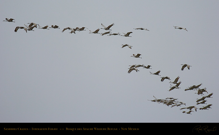 SandhillCranes_Formation_5429