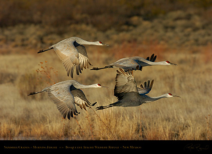 SandhillCranes_MorningFlight_4742