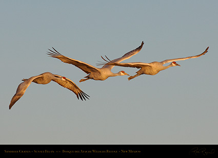 SandhillCranes_SunsetFly-in_X9149