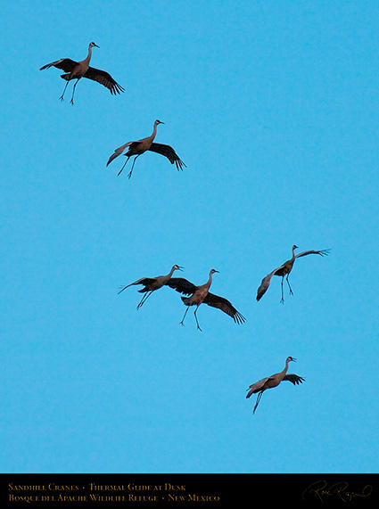 SandhillCranes_ThermalGlide_5986