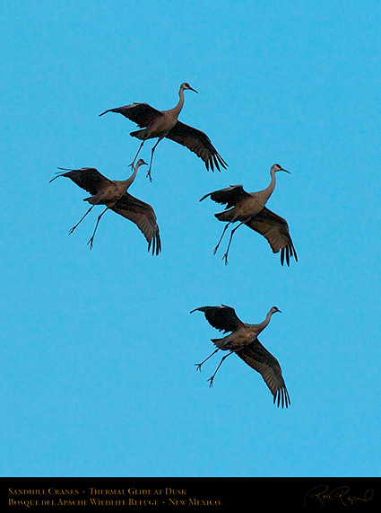 SandhillCranes_ThermalGlide_5988