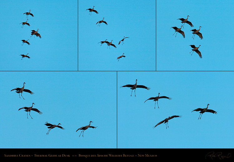 SandhillCranes_ThermalGlide_atDusk_XXL