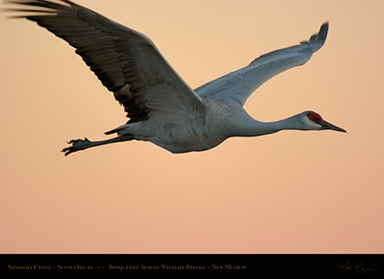 Sandhill_SunsetFlyby_5353