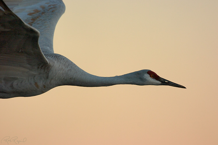 Sandhill_SunsetFlyby_5363