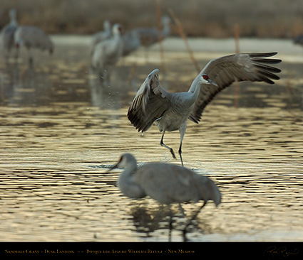 SandhillCrane_DuskLanding_7095M