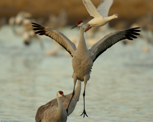 SandhillCrane_Display_6388