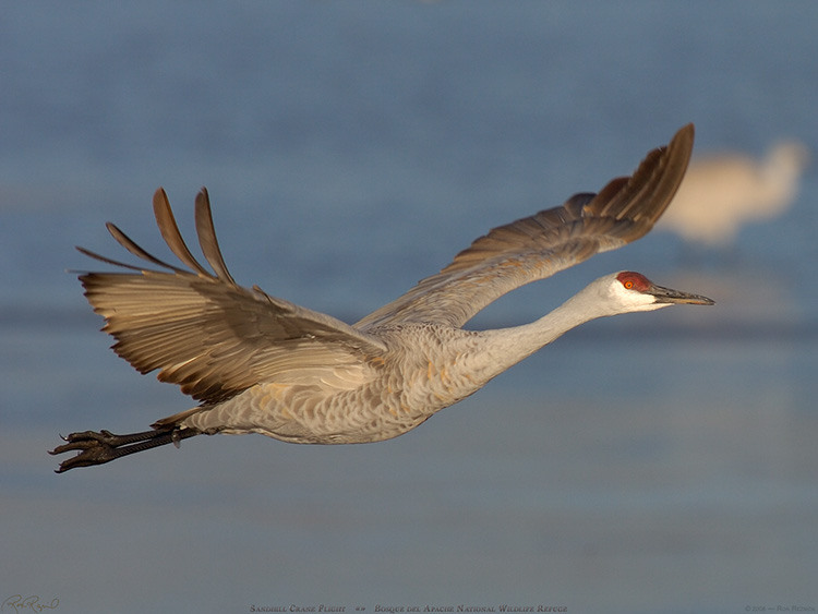 SandhillCrane_Flight_HS0725-1