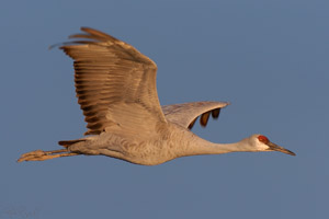 SandhillCrane_H6968