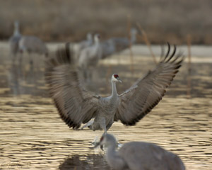 SandhillCrane_LateFly-in_7092