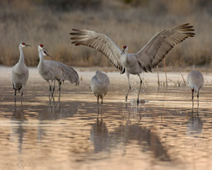 SandhillCrane_LateFly-in_H7167