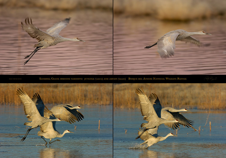 SandhillCrane_MorningTakeoffs
