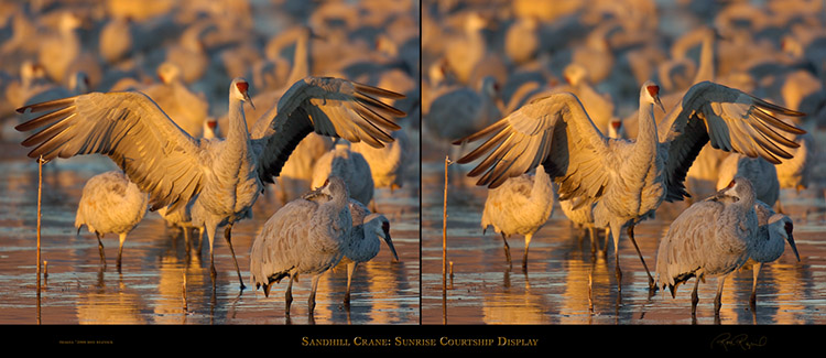 SandhillCrane_SunriseCourtshipDisplay