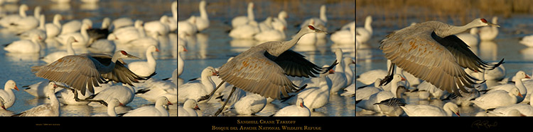 SandhillCrane_Takeoff
