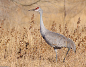 SandhillCrane_X9102