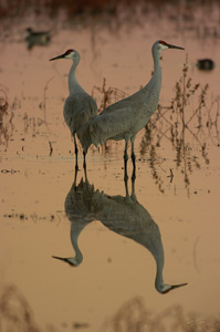 SandhillCrane_duskReflections_6237