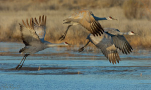 SandhillCrane_takeoff_4654