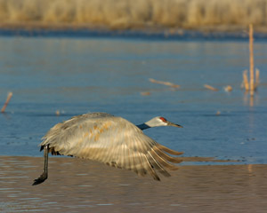 SandhillCrane_takeoff_5816