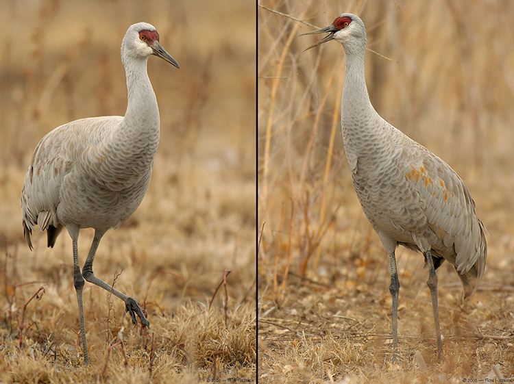 SandhillCranes_5472-5535