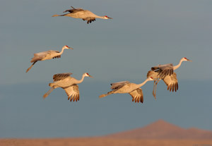 SandhillCranes_Float-in_6933