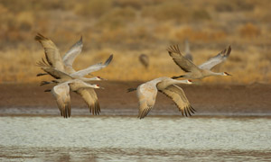 SandhillCranes_Fly-in_6528