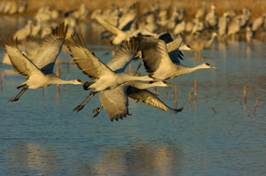 SandhillCranes_MorningFly-out_3915