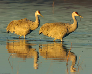 SandhillCranes_MorningReflections_3257
