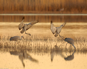 SandhillCranes_SunsetLanding_X9194
