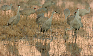 SandhillCranes_dusk_6011