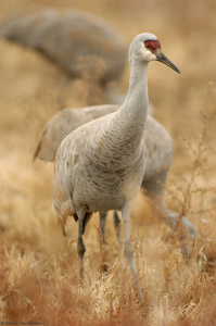 Sandhill_Browsing_5479