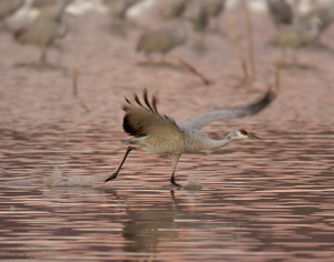Sandhill_DawnTakeoff_3342