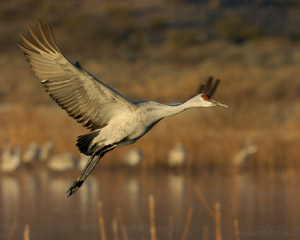 Sandhill_MorningFlight_4792