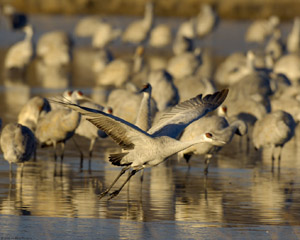Sandhill_MorningTakeoff_X8798