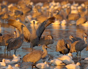 Sandhill_SunriseDisplay_6251