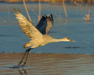 Sandhill_juv_MorningTakeoff_5736