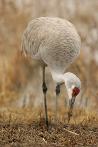 Sandhill_munching_in_theFields_5491