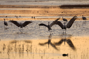 Sandhills_DuskLanding_HS0976
