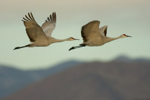 Sandhills_MorningFly-out_6513