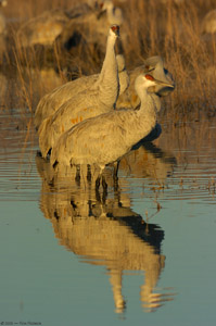 Sandhills_MorningReflections_3261