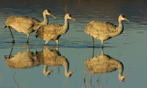 Sandhills_MorningReflections_3279