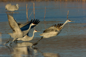 Sandhills_MorningTakeoff_5785