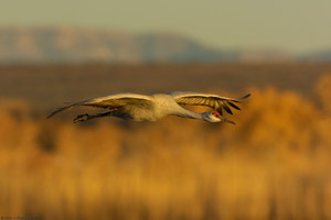 Sandhills_SunsetFly-in_3129