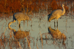 Sandhills_SunsetReflection_6193