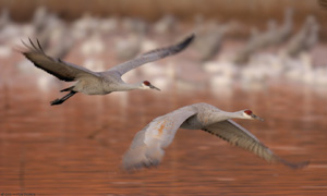 Sandhills_Takeoff_1stLight_3393