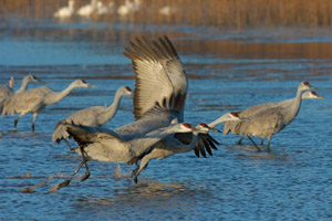 Sandhills_Takeoff_enMasse_4671