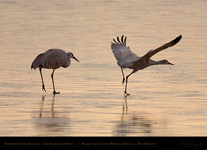 SandhillCraneJuvenile_IceTakeoff_atDawn_X3581